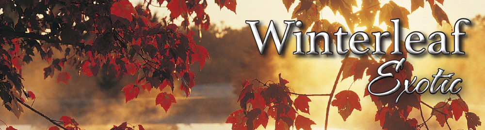 tw-winterleaf-exotic.jpg